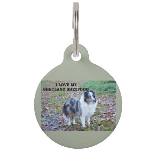 shetland-sheepdog-blue merle white tan love w pic. pet tag