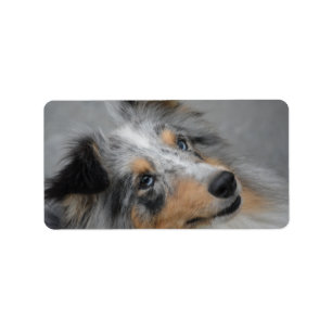 Shetland Sheepdog Blue Tri Label