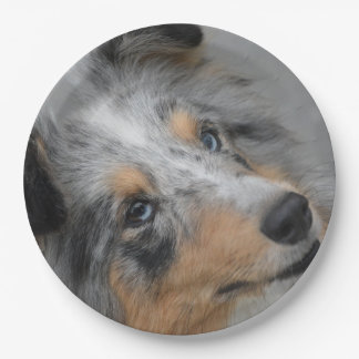 Shetland Sheepdog Blue Tri Paper Plate