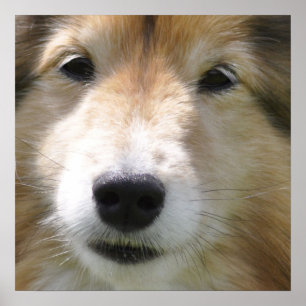 Shetland Sheepdog Face Poster