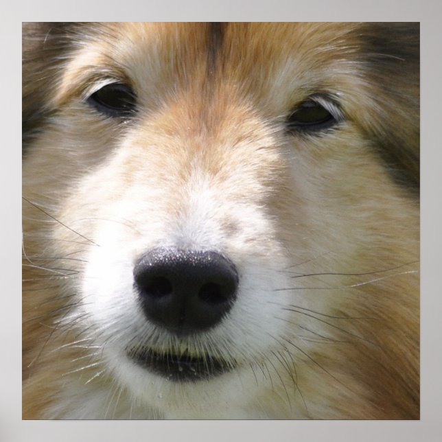 Shetland Sheepdog Face Poster (Front)