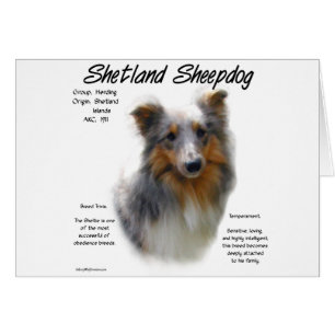 Shetland Sheepdog History Design