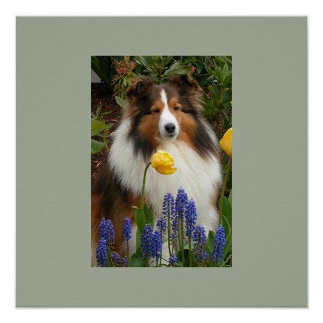 shetland sheepdog in flowers poster (Front)