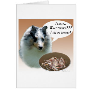 Shetland Sheepdog (merle) Turkey