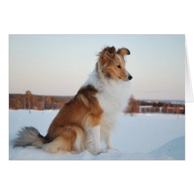 Shetland sheepdog paper product (Front Horizontal)