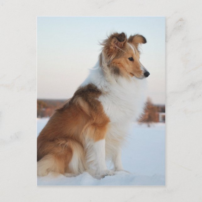 Shetland sheepdog paper product postcard (Front)