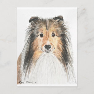 Shetland Sheepdog Postcard