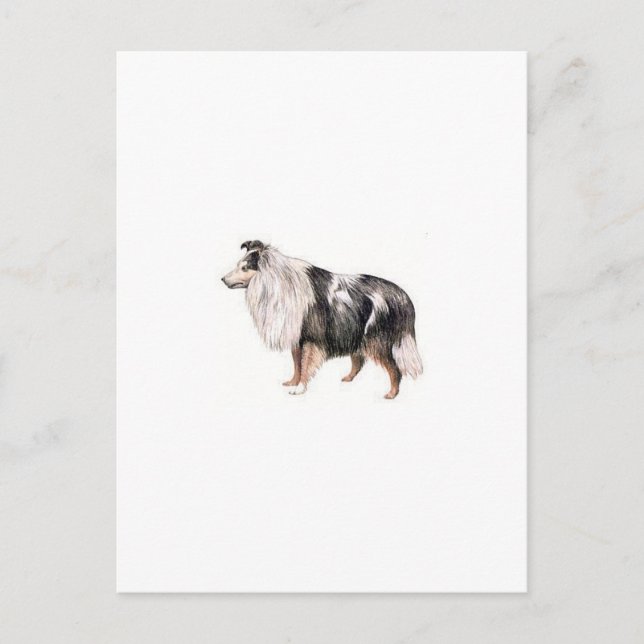 Shetland Sheepdog Postcard (Front)
