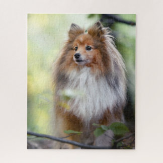 Shetland Sheepdog Sheltie little dog in forest Jigsaw Puzzle