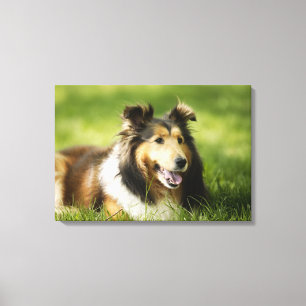 Shetland Sheepdog sitting on the grass Canvas Print