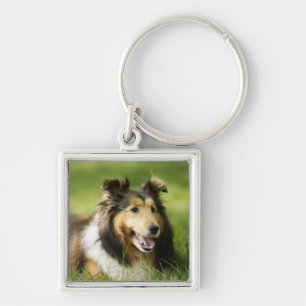 Shetland Sheepdog sitting on the grass Key Ring