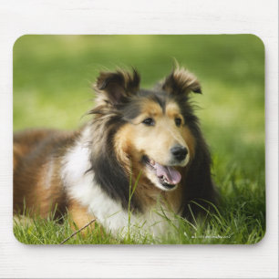 Shetland Sheepdog sitting on the grass Mouse Pad