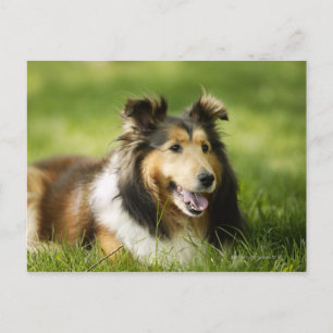 Shetland Sheepdog sitting on the grass Postcard