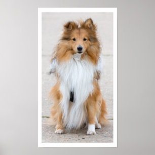Shetland Sheepdog Sitting Poster