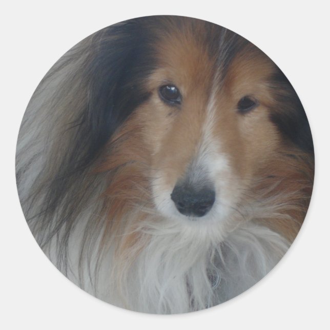Shetland Sheepdog Stickers (Front)