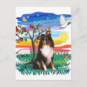 Shetland Sheepdog (tri) Postcard