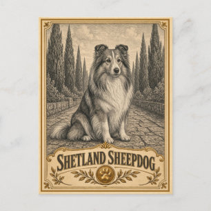 Shetland Sheepdog, Vintage Heritage Dog Postcard