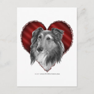 Shetland Sheepdog with Heart Postcard