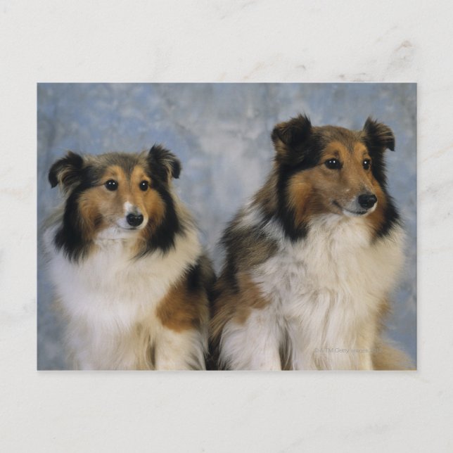 Shetland Sheepdogs Postcard (Front)