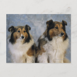 Shetland Sheepdogs Postcard