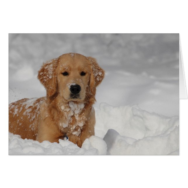 Shhhh, Snow! (Front Horizontal)