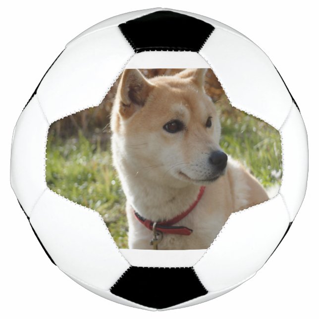 shiba cream soccer ball (Front)