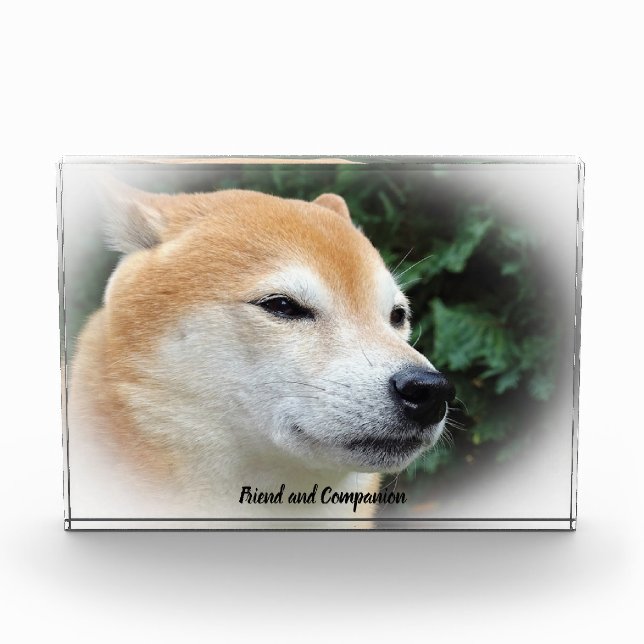 Shiba Inu Dog. Photo Block (Front)