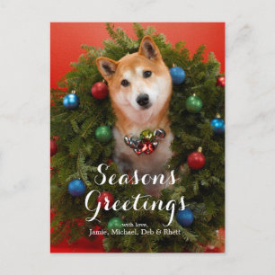 Shiba Inu dog Postcard