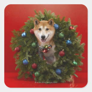 Shiba Inu dog sitting in Christmas wreath Square Sticker