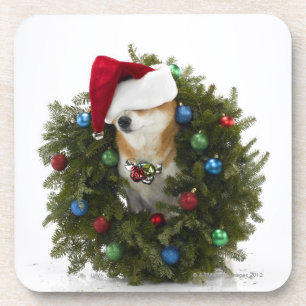 Shiba Inu dog wearing Santa hat sitting in Coaster