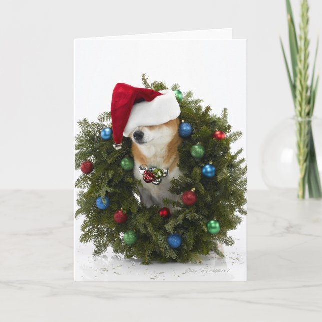 Shiba Inu dog wearing Santa hat sitting in Holiday Card (Front)