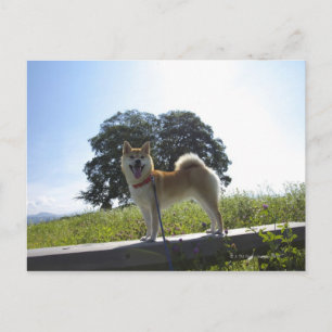 Shiba Inu Postcard