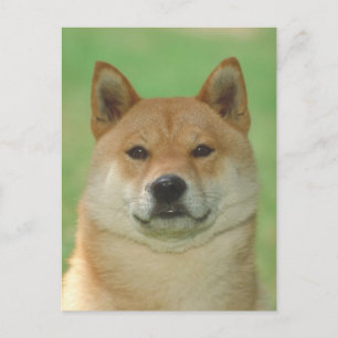 Shiba Inu Postcard