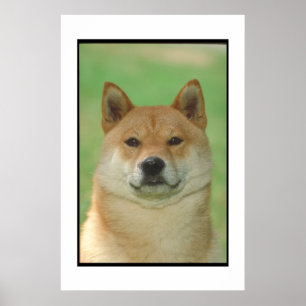 Shiba Inu Poster