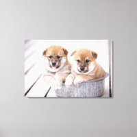 Shiba Inu puppies in aluminium tub