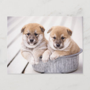 Shiba Inu puppies in aluminium tub Postcard
