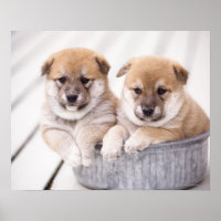 Shiba Inu puppies in aluminium tub