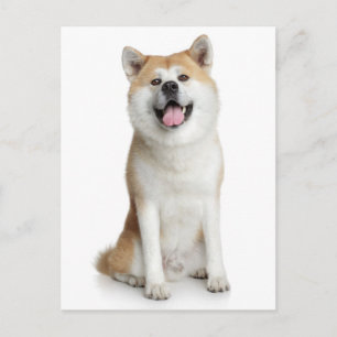 Shiba Inu Puppy Dog Greeting Post Card