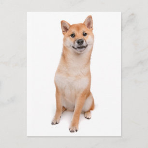 Shiba Inu Puppy Dog Greeting Post Card