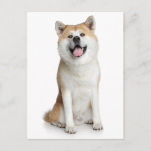 Shiba Inu Puppy Dog Greeting Post Card