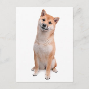 Shiba Inu Puppy Dog Greeting Post Card