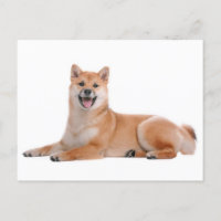 Shiba Inu Puppy Dog Greeting Post Card