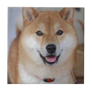 Shiba_inu Tile