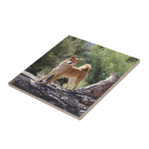 Shiba Inu Tile