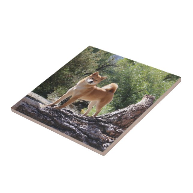 Shiba Inu Tile (Side)