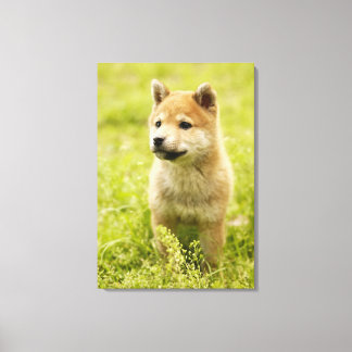 Shiba-ken puppy canvas print