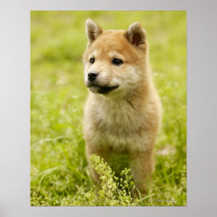 Shiba-ken puppy poster
