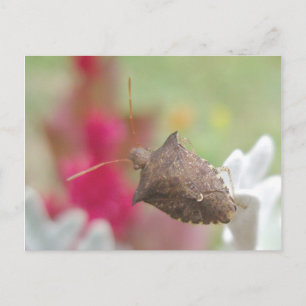 Shield Bug on Dusty Miller Postcard