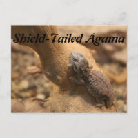 Shield-Tailed Agama