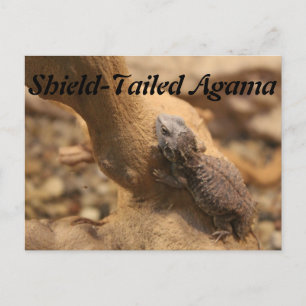 Shield-Tailed Agama Postcard